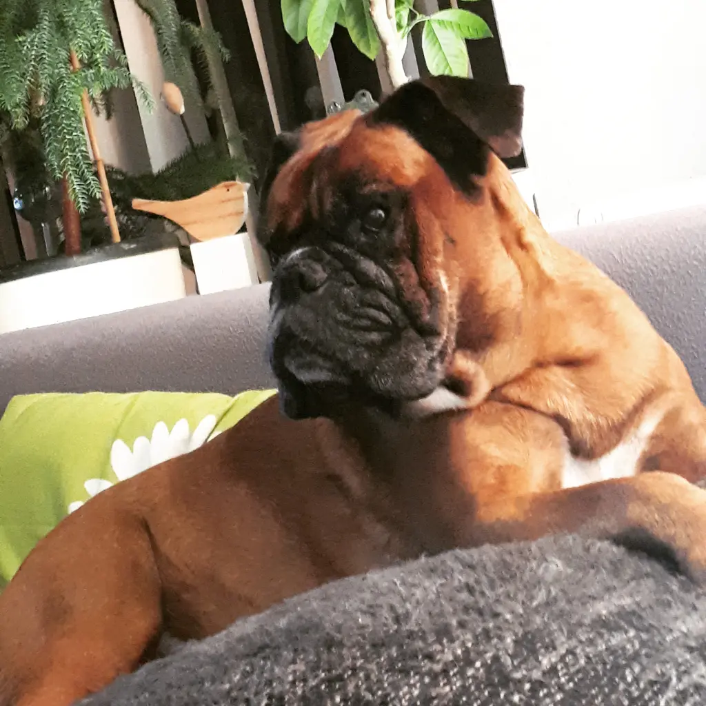 Andachtsbild von Simona mit Easy im Herzen