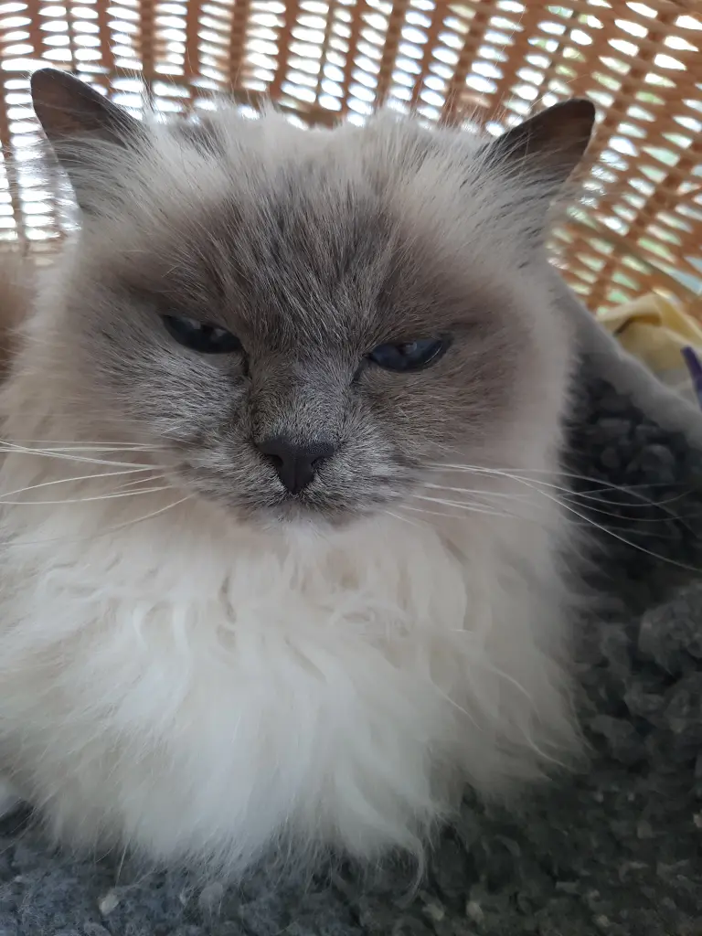 Condolence image of Ilka