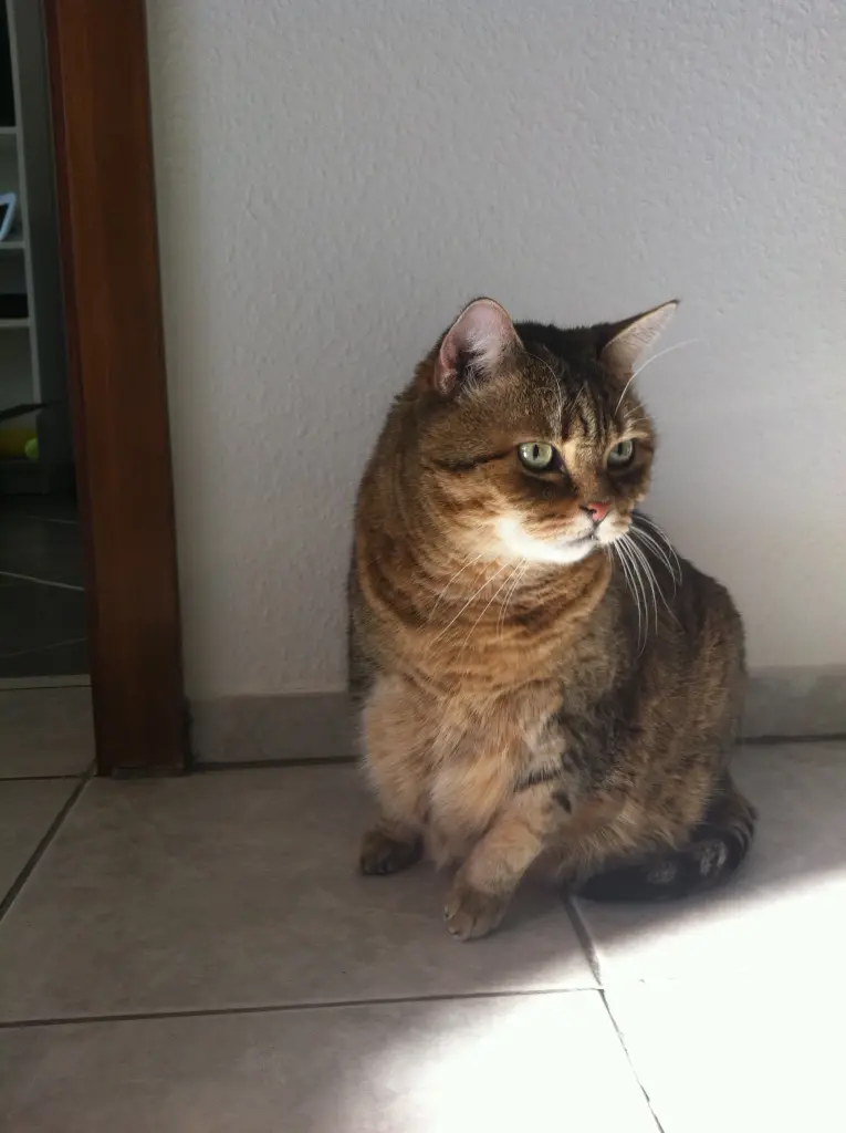 Image from Karlchen