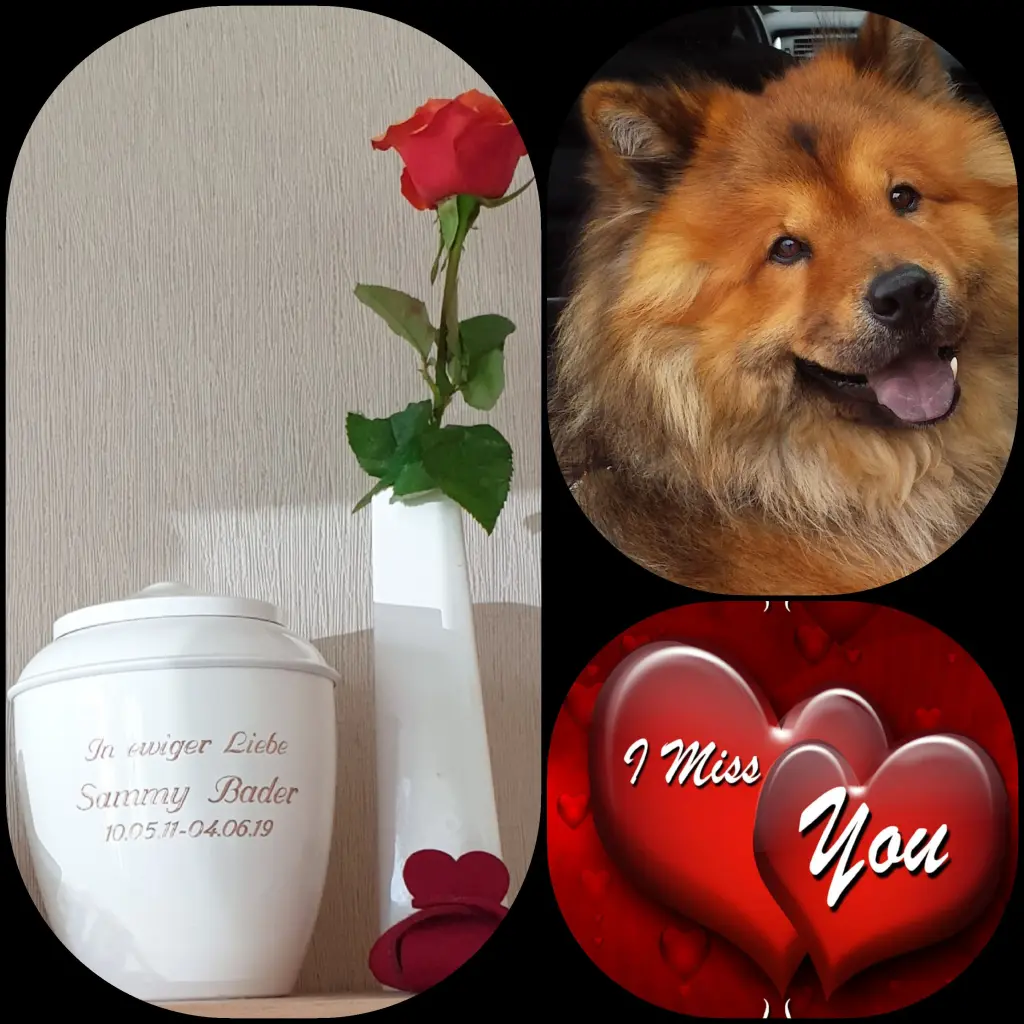 Image from Sammy