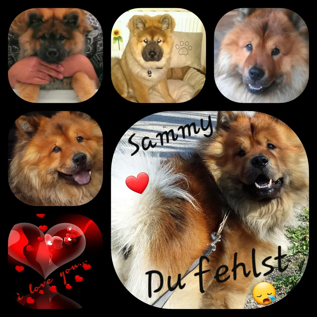 Image from Sammy