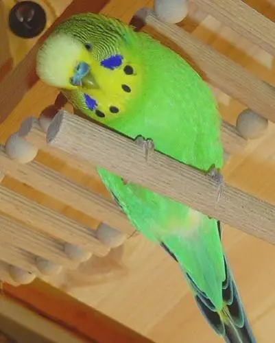 Image from ignatz (baby)