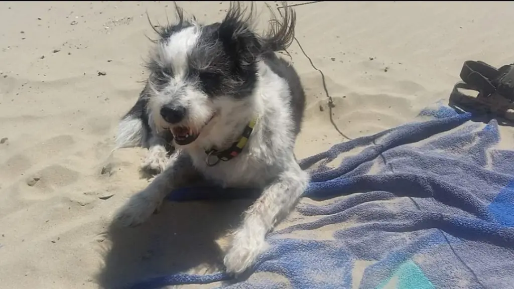 Andachtsbild von Andrea