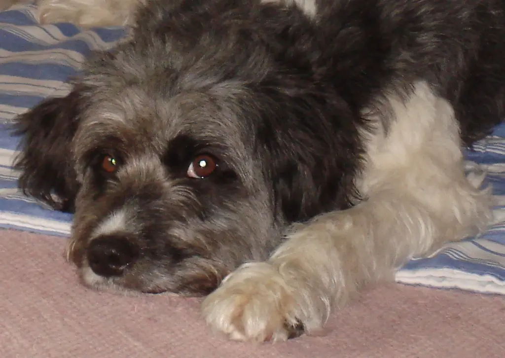 Condolence image of Wortel