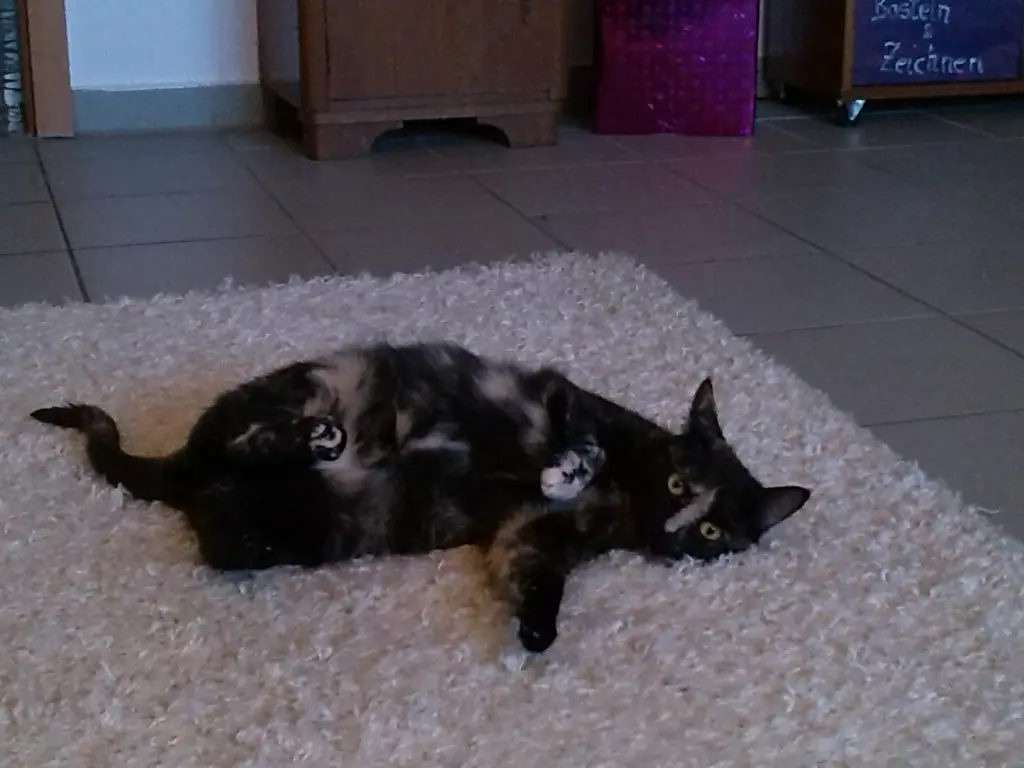 Image from Puppi