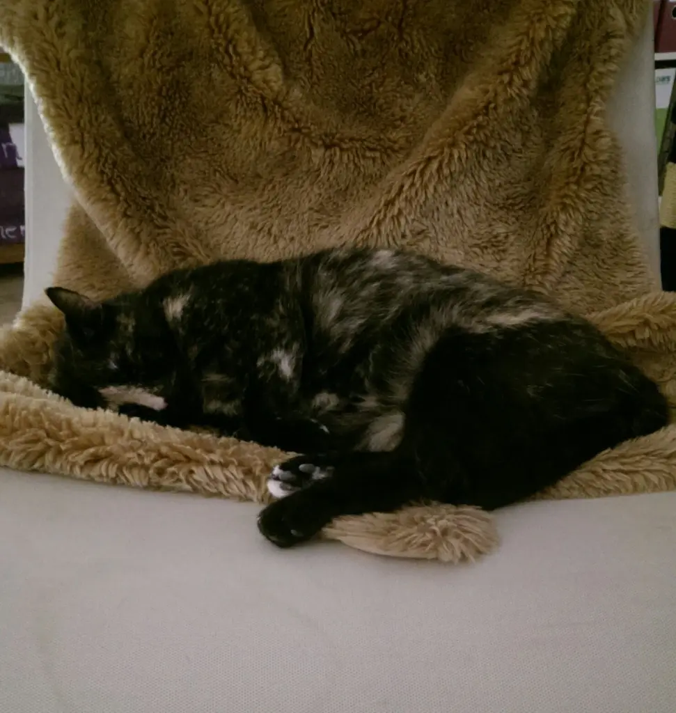 Image from Puppi