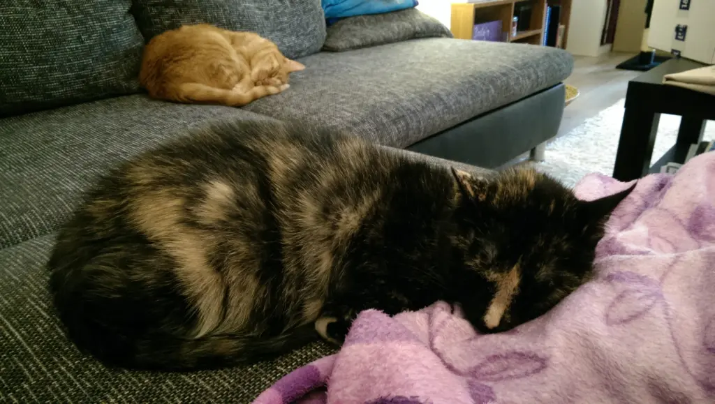 Image from Puppi
