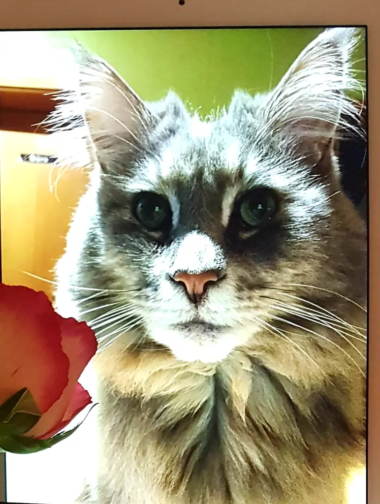 Andachtsbild von Brigitta mit Sam † 13.6.19