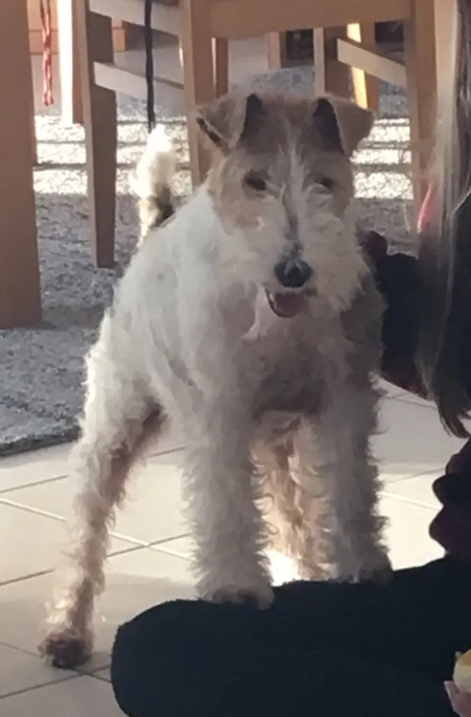 Bild von Mausi