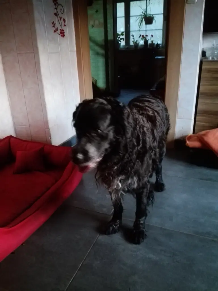 Image from Gismo