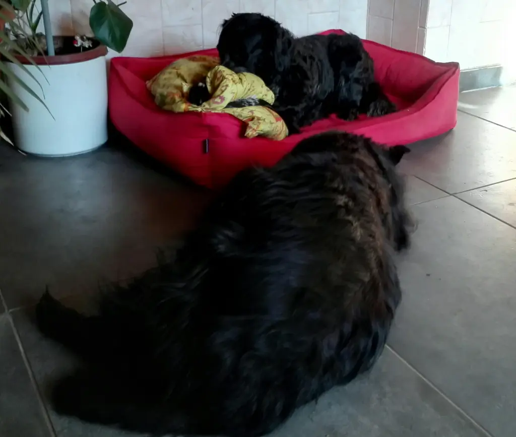 Image from Gismo