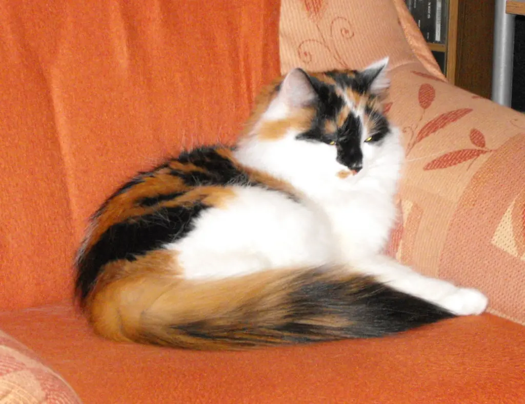 Condolence image of Deinen Katzeneltern
