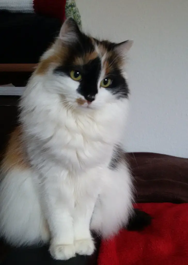 Image from Cherie