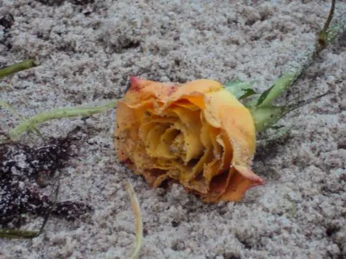 Image from Dina und Alice