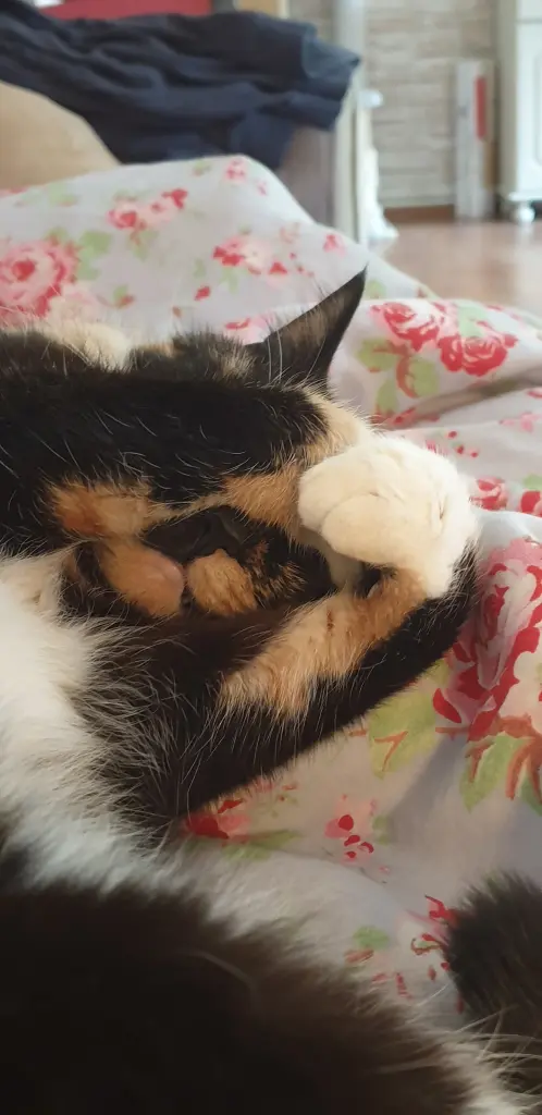 Image from Monja