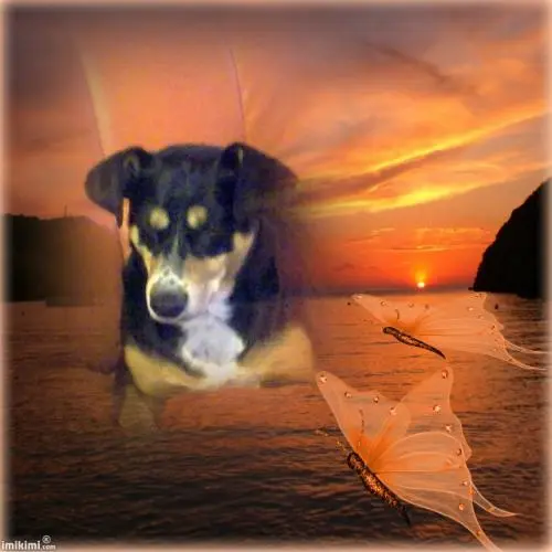 Image from Sally