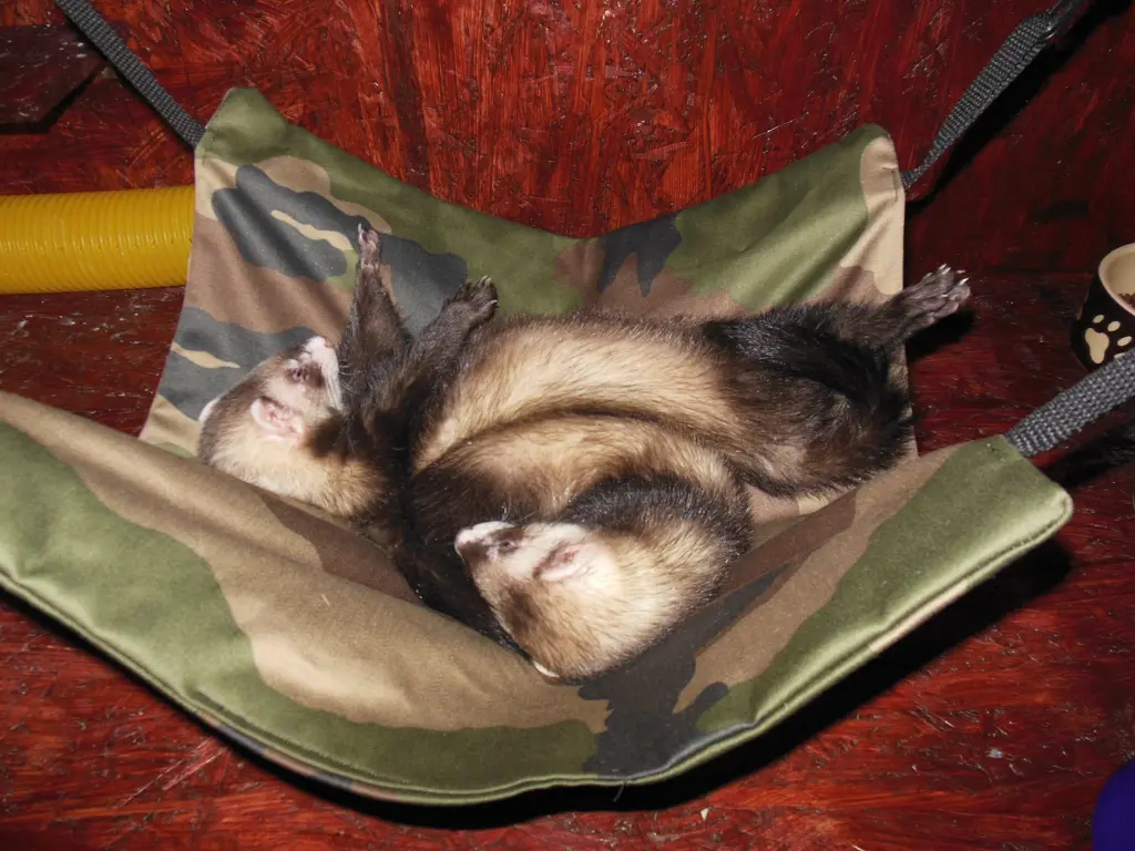Condolence image of Sue mit Wheezy im <3