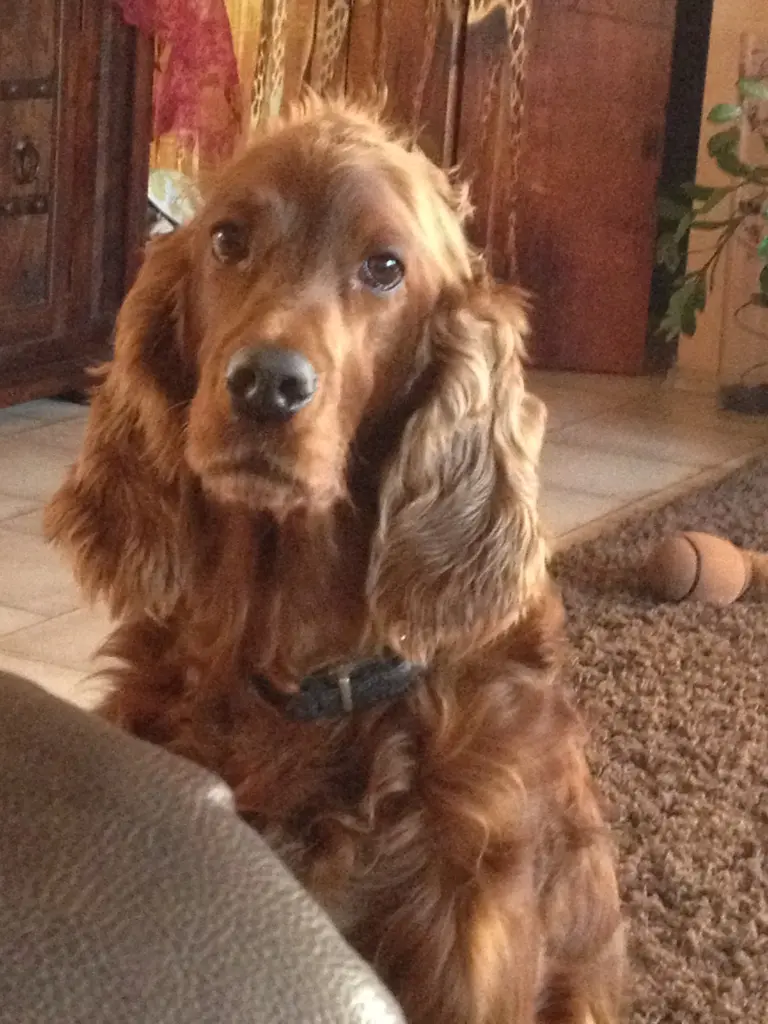 Image from Josie