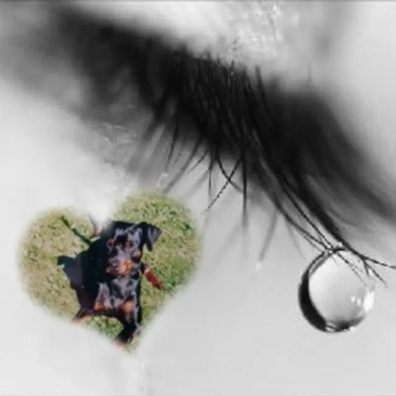 Condolence image of Marga mit Rambo im Herzen