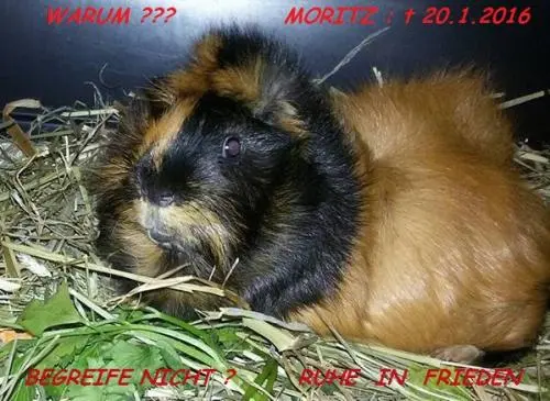 Image from MEERSCHWEINCHEN MORITZ -- t : 20.01.2016