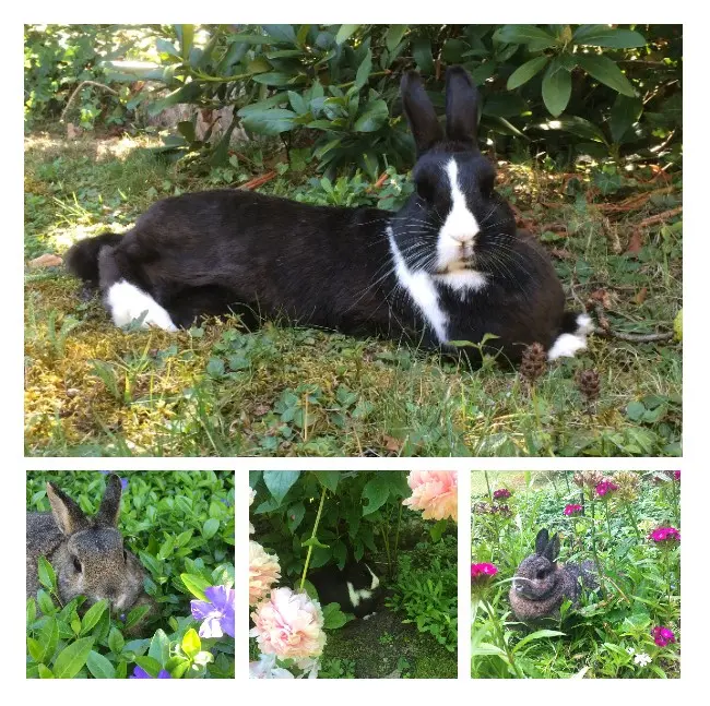 Andachtsbild von Rosen für Maja 