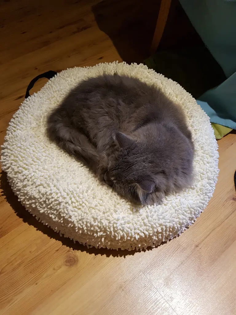 Andachtsbild von Brigitta mit Sam † 13.6.19