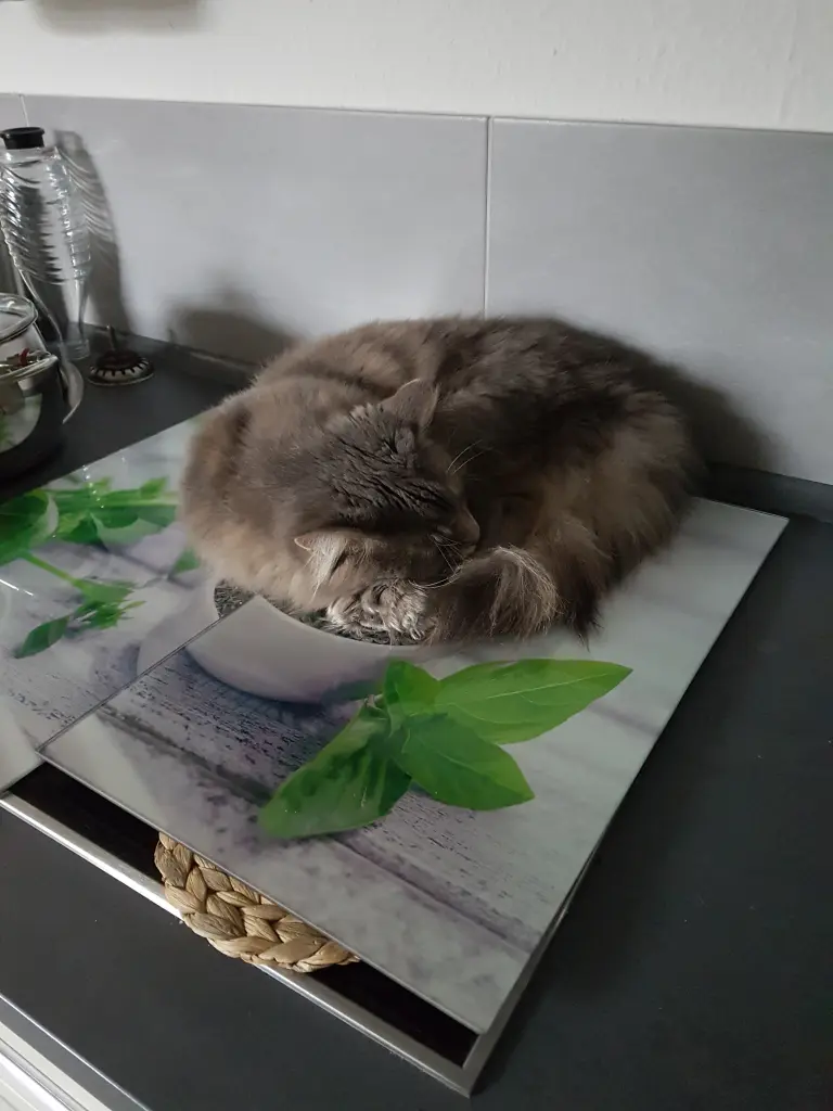 Andachtsbild von Brigitta mit Sam † 13.6.19