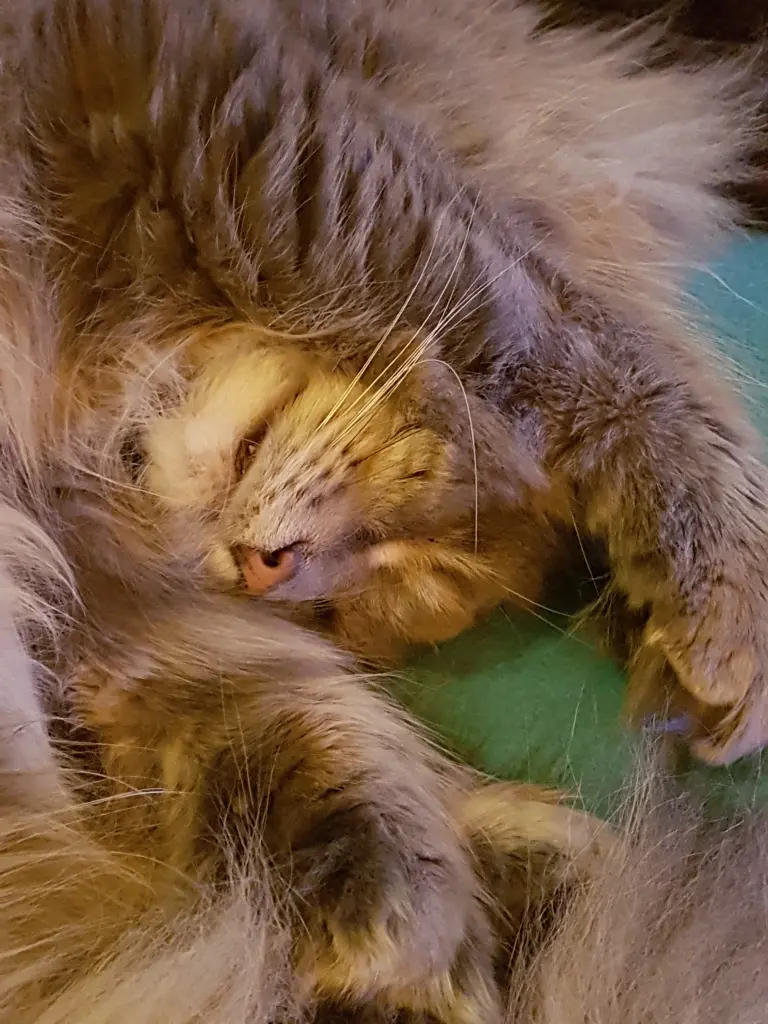 Andachtsbild von Brigitta mit Sam † 13.6.19