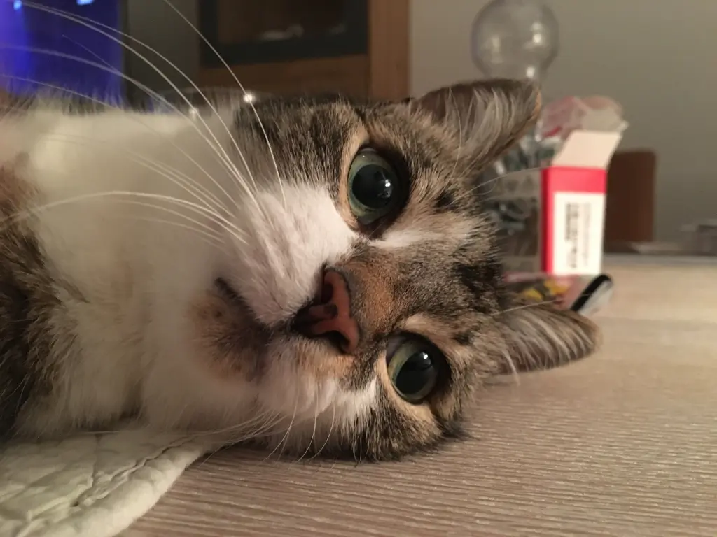 Andachtsbild von Anja