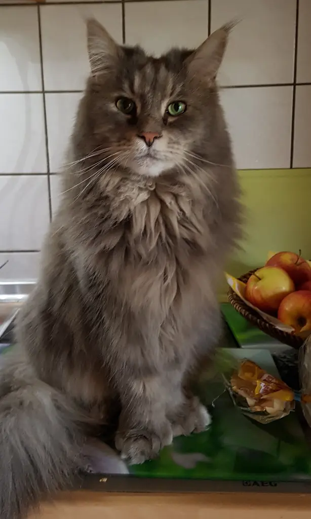 Andachtsbild von für Maja und Anja♥♥♥