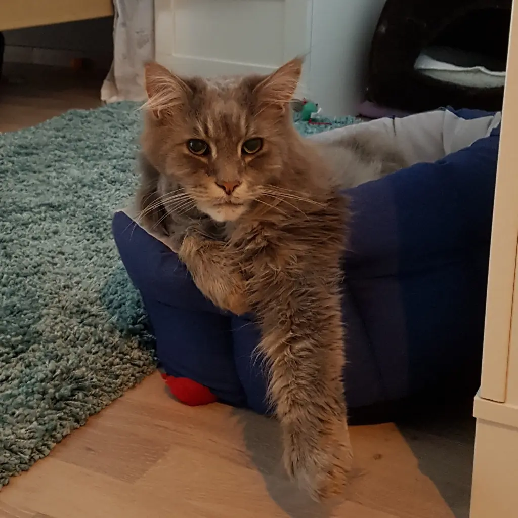 Andachtsbild von Brigitta mit Sam † 13.6.19