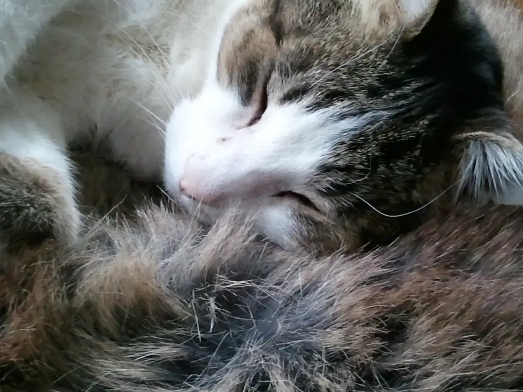 Andachtsbild von Anja