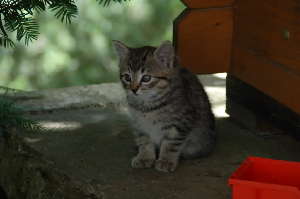 Andachtsbild von Anja