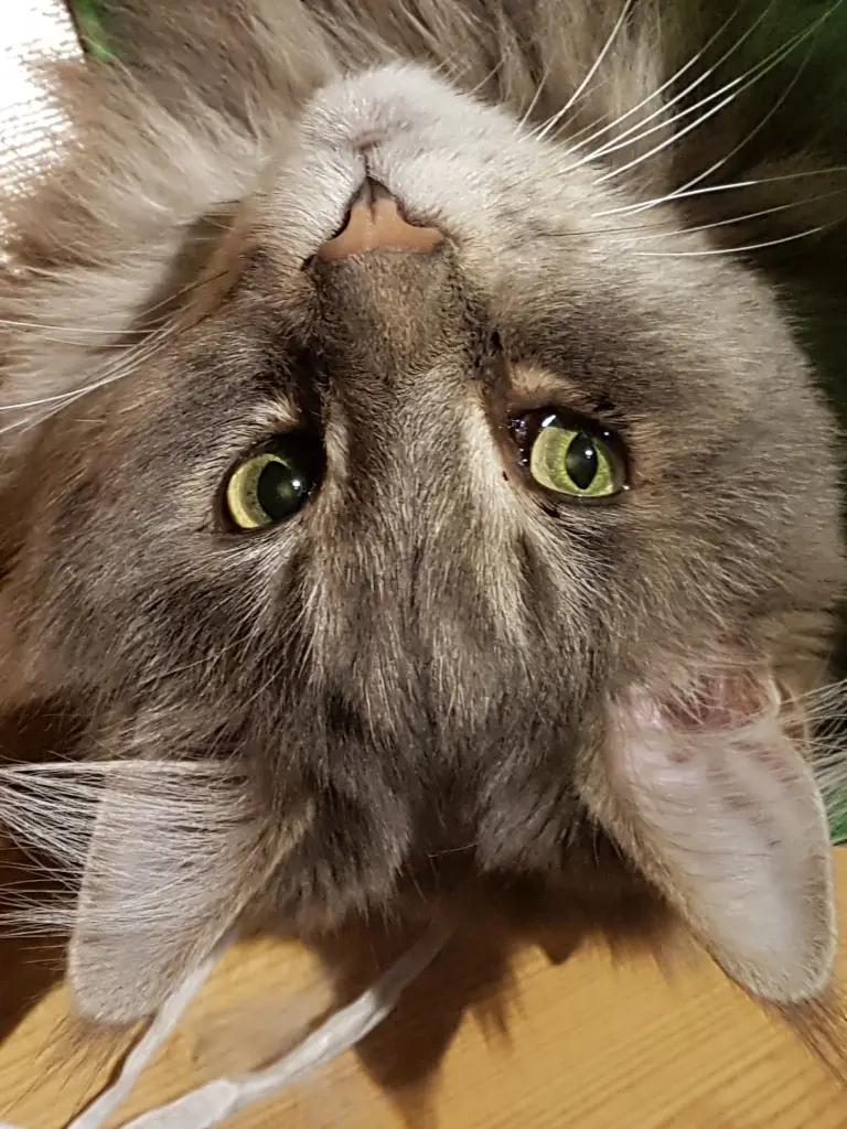 Andachtsbild von Brigitta mit Sam † 13.6.19