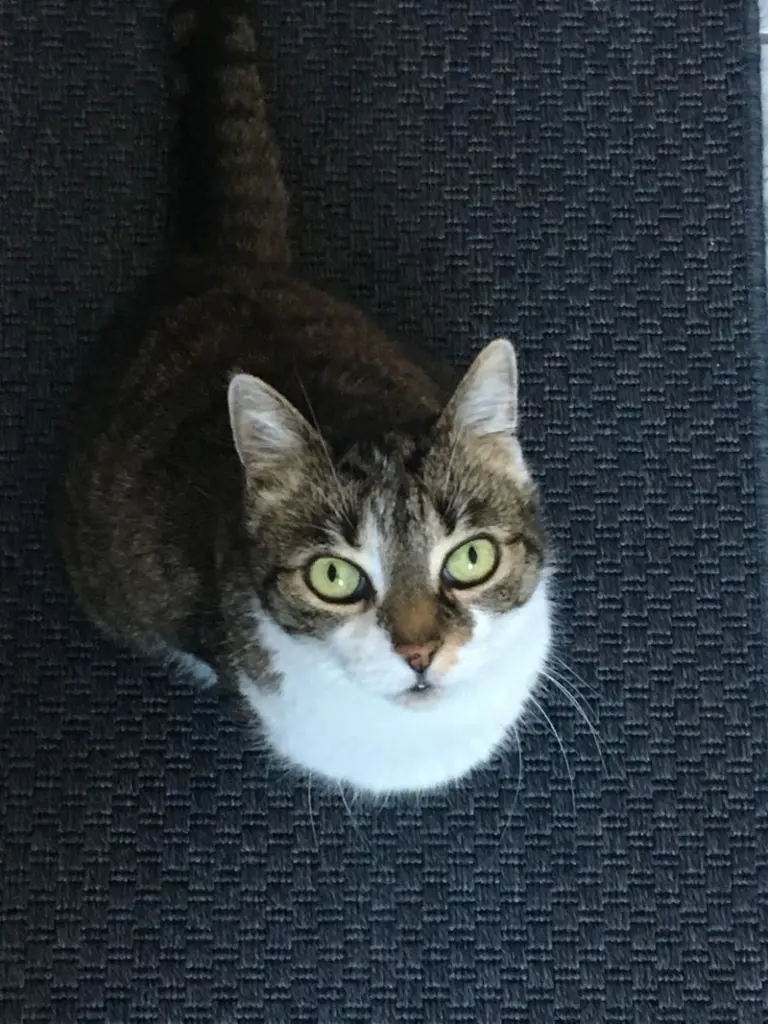 Andachtsbild von Unbekannt