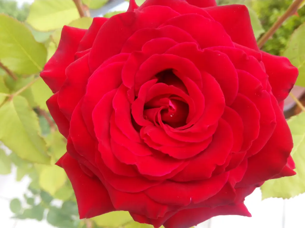 Andachtsbild von Post von Balou