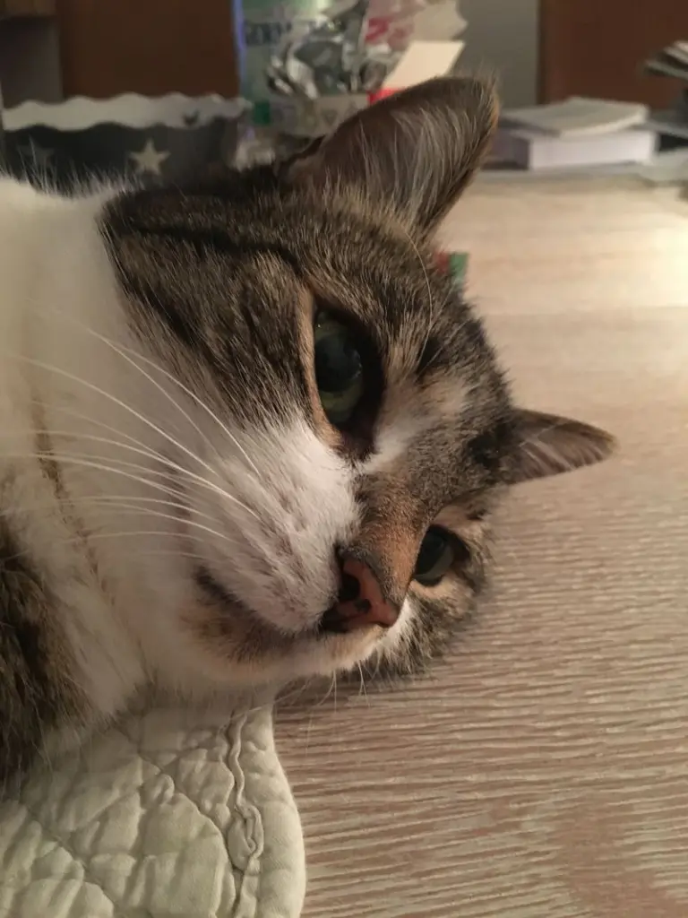 Andachtsbild von Anja