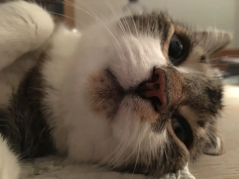 Andachtsbild von Anja mit Maja im ♥