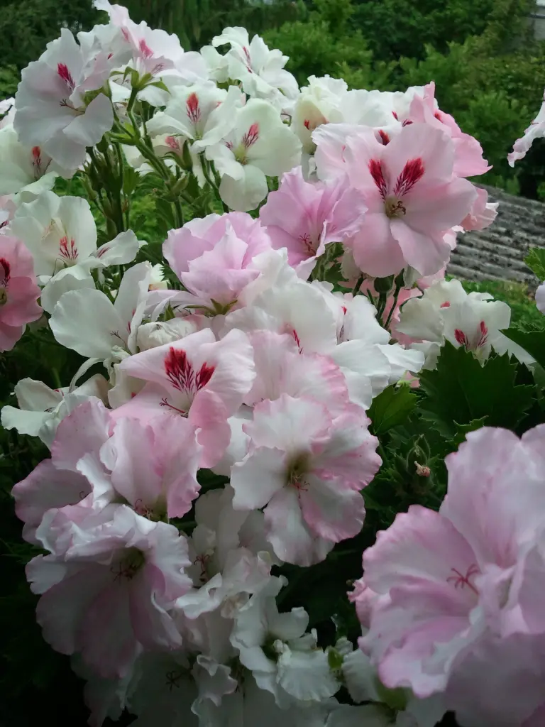 Andachtsbild von ♥♥♥♥♥♥