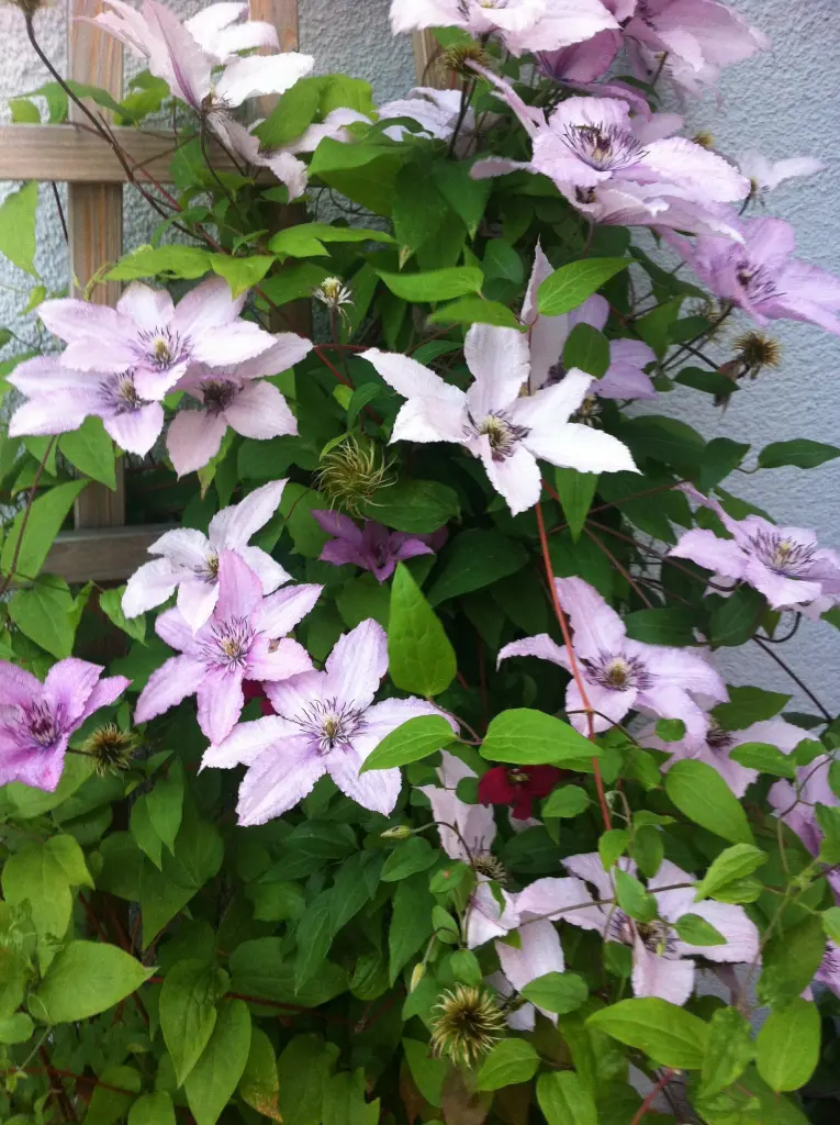 Andachtsbild von Rosen für Maja 