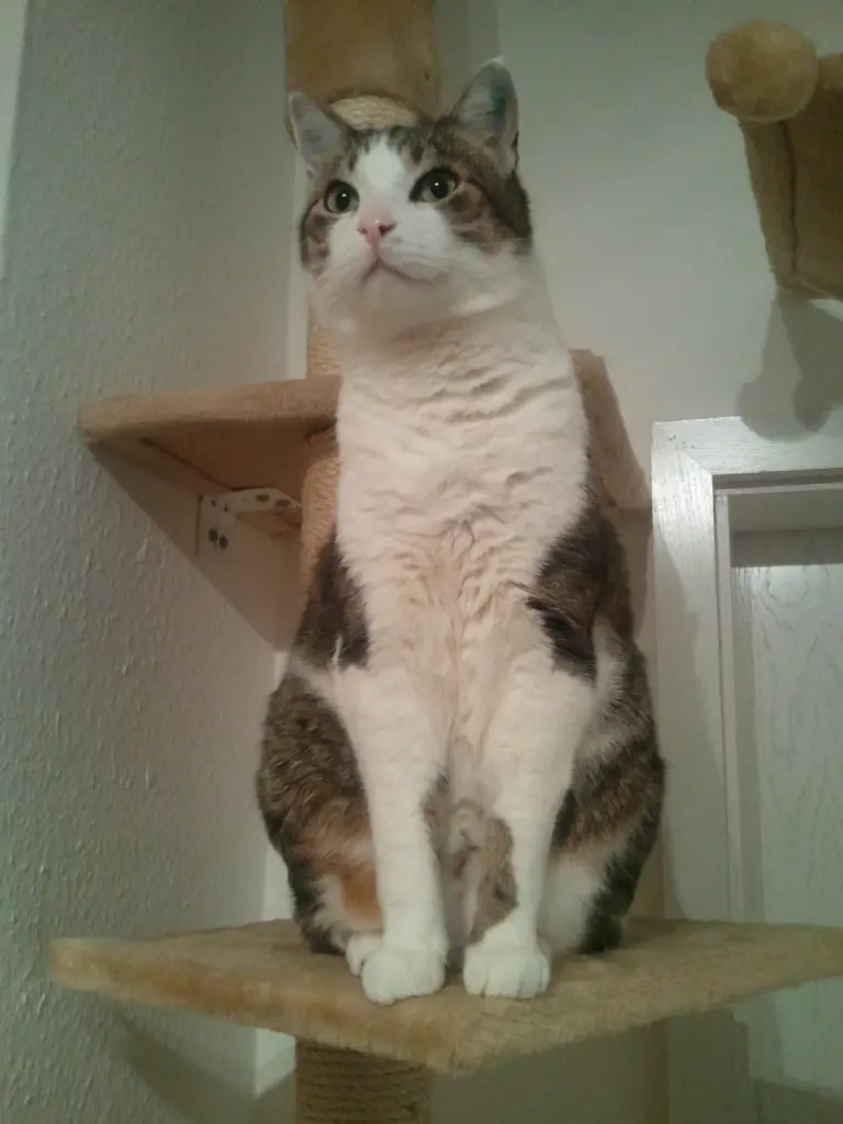 Andachtsbild von von Willi