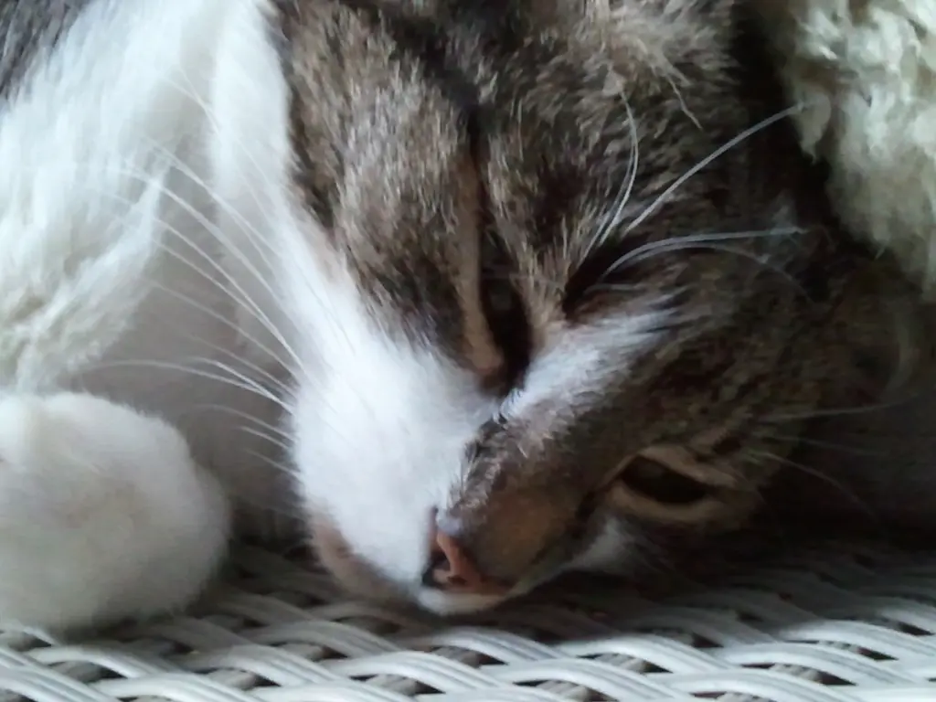 Andachtsbild von Sternchenpost