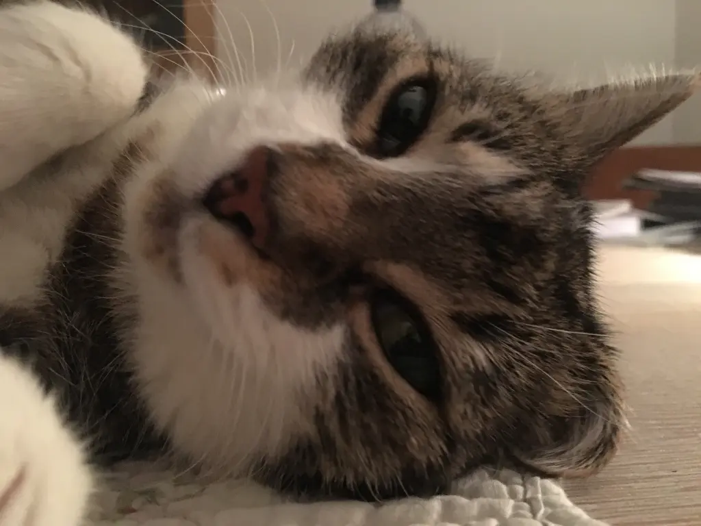 Andachtsbild von ♥♥♥♥♥♥