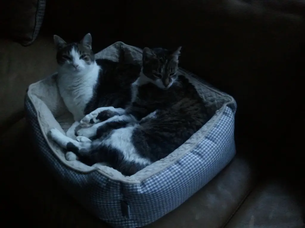 Andachtsbild von Unbekannt