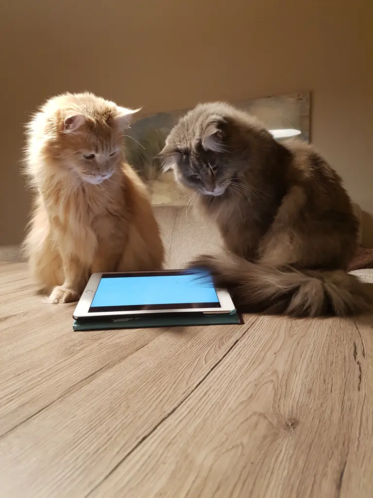 Andachtsbild von †7 Monate†