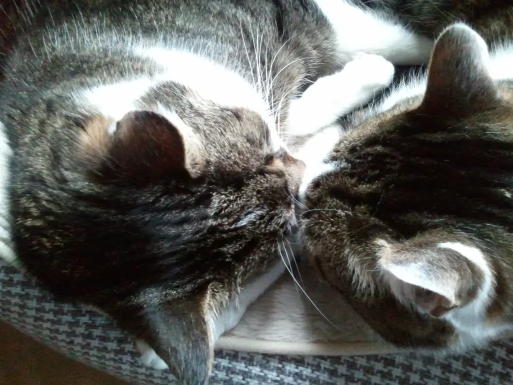 Andachtsbild von ♥♥♥♥♥♥