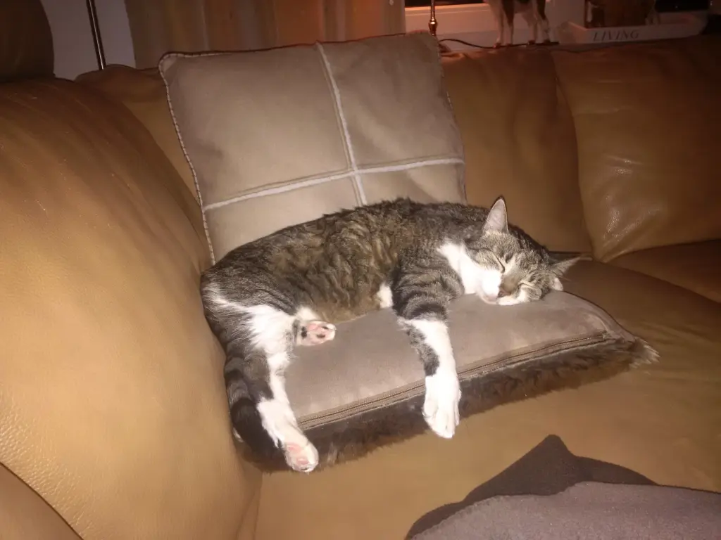 Andachtsbild von Anja mit Maja im ♥