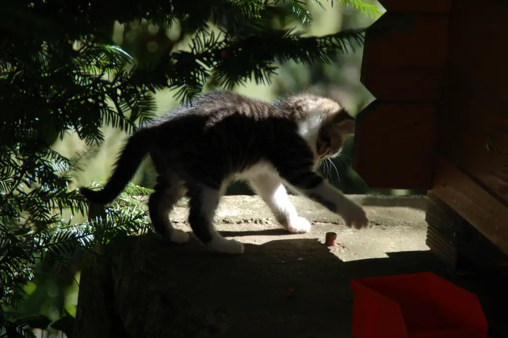 Andachtsbild von Anja mit Maja im ♥