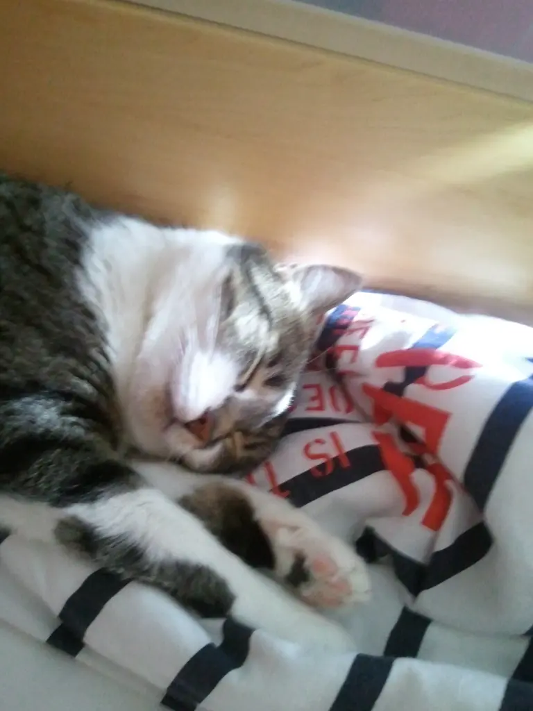 Andachtsbild von Anja mit Maja im ♥