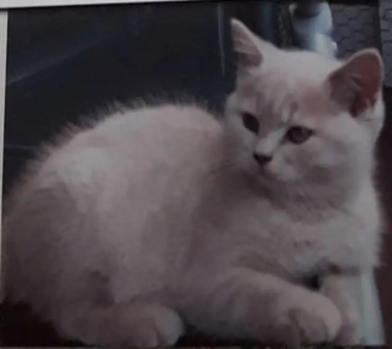 Andachtsbild von Unbekannt